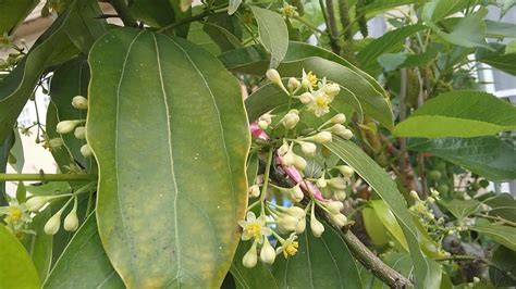 土肉桂開花